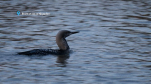 Лесные новости: гагары-пересмешницы отдыхают на Ладожском озере, краснокнижный трёхпалый дятел и лось, уже расставшийся с рогами, но не с воинственным настроем.