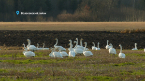 Лебеди не торопятся улетать, щеглы ищут репейник, а дятел продолжает плотничать — свежие лесные новости от Павла Глазкова