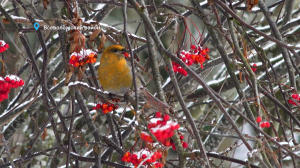 «Северные попугаи» прилетели за рябиной, мишке не спится, а белолобый гусь отдыхает в Монрепо — свежие лесные новости от Павла Глазкова