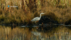 Цапля в раздумьях, нежные чувства пары семьи бобров и затянувшиеся турниры лосей — свежие лесные новости от Павла Глазкова