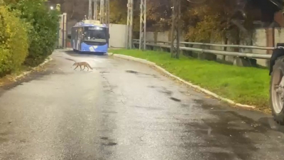 Рыжая гостья: лиса облюбовала Троллейбусный парк №1 в Кировском районе