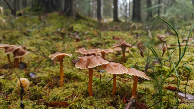 В лесах Ленобласти появилось много грибов, которые не любят паразиты