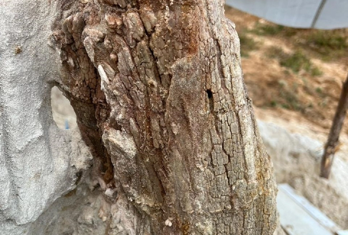 Ученые СПБГУ нашли в Ленобласти дерево, которому 385 миллионов лет - tvspb.ru