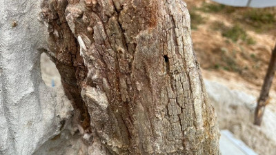 Ученые СПБГУ нашли в Ленобласти дерево, которому 385 миллионов лет