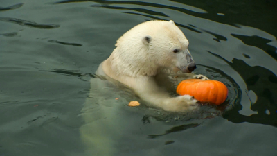 Уникальная белая медведица Хаарчаана: в Ленинградском зоопарке отметили её день рождения ледяным тортом и играми