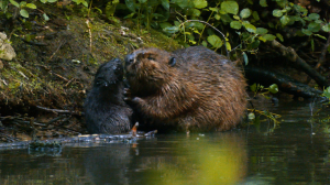 Дикие выходные с Павлом Глазковым. Природный заказник «Новоорловский»