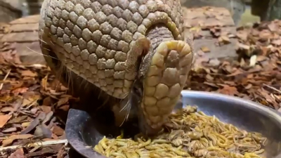 Шаровидный броненосец Шарик вновь вернулся в Ленинградский зоопарк