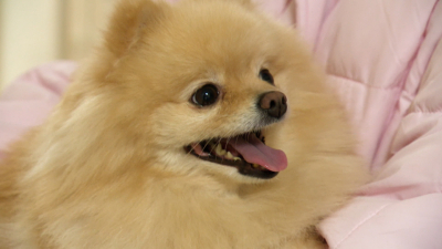 В Петербурге внедрили новую технологию диагностики домашних питомцев