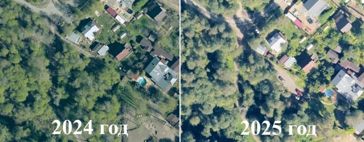 За березы и ольху — под суд: мужчину обвиняют в незаконной рубке деревьев - tvspb.ru