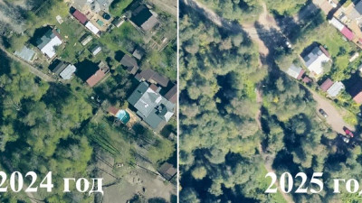 За березы и ольху — под суд: мужчину обвиняют в незаконной рубке деревьев