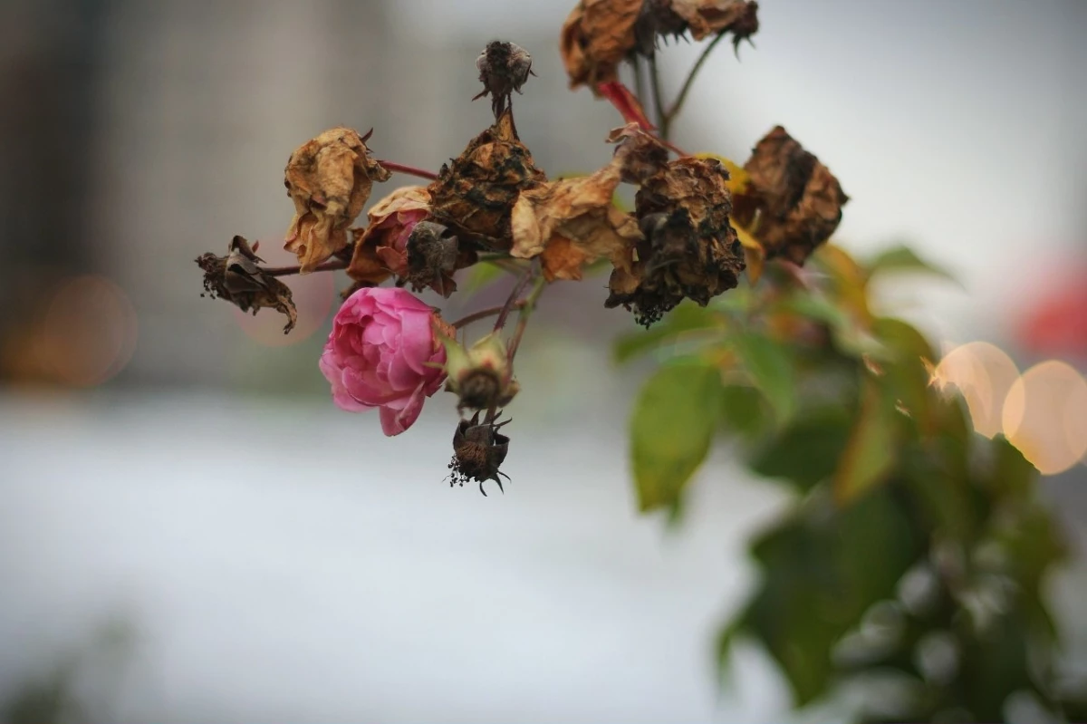 В Красносельском районе готовят розы к зиме - tvspb.ru