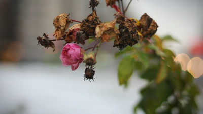 В Красносельском районе готовят розы к зиме