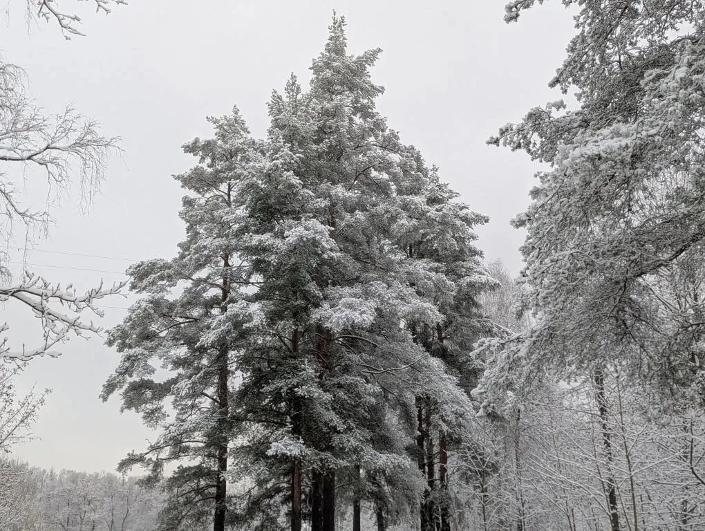 В России усиливают защиту лесов от инвазивных вредителей - tvspb.ru