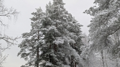 В России усиливают защиту лесов от инвазивных вредителей