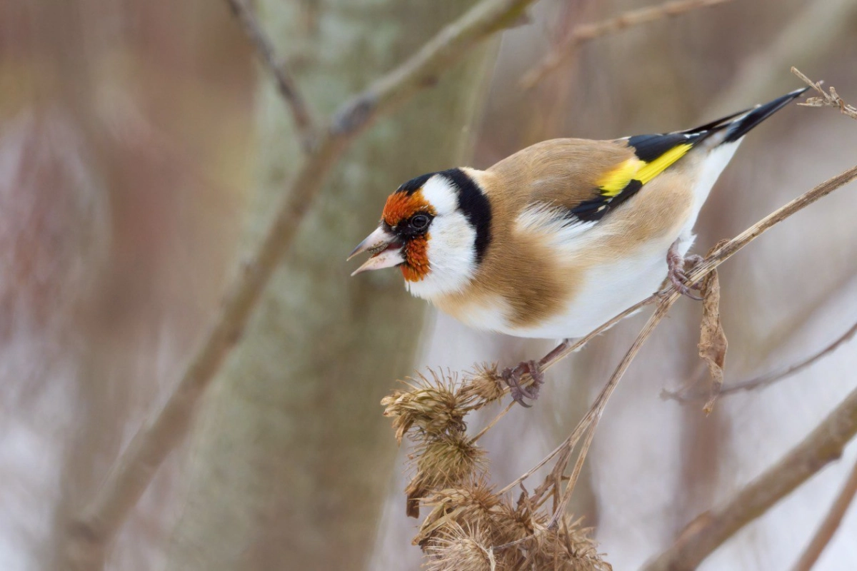 В Яблоновском саду заметили черноголовых щеглов - tvspb.ru