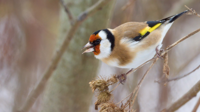 В Яблоновском саду заметили черноголовых щеглов