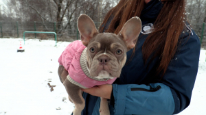 Не просто мода, а — забота: как правильно подобрать одежду для собак по породе, сезону и потребностям