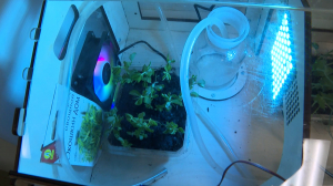 Вертикальное озеленение, моховое сафари и умные теплицы — многофункциональное пространство PROздоровье в лицее №378