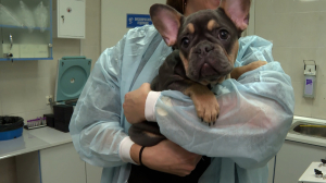 Быстро и точно. Инновационный метод диагностики болезней у животных