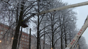 Зимняя стрижка для деревьев