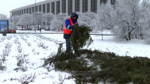 Еловые одеяла для роз