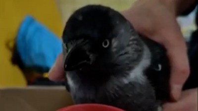 «Нельзя же птицу оставить там умирать»: как спасли галку, застрявшую в вентиляции квартиры на Доблести