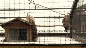 Новая жизнь «королей неба»: как освоились  спасённые белоголовые сипы в Ленинградском зоопарке