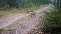 Рысята в объективе: малыши следуют за мамой по лесу