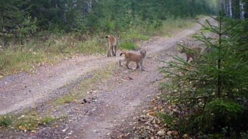 Рысята в объективе: малыши следуют за мамой по лесу