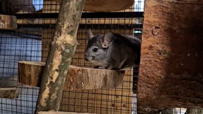 Ивы, сосны и мостик: шиншиллам Ленинградского зоопарка обновили дом