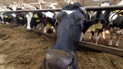 Александр Беглов: Город предоставит субсидии на проведение научных исследований и разработок в области сельского хозяйства