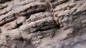 Находка века. Палеонтологи Петербурга обнаружили фрагмент дерева возрастом более 300 млн лет