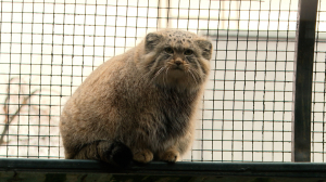 Утепление по всем фронтам. В Ленинградском зоопарке основательно подготовили своих подопечных к холодам