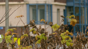 Лесные новости. Лебеди не торопятся улетать, щеглы ищут репейник, а дятел продолжает плотничать — свежие лесные новости от Павла Глазкова