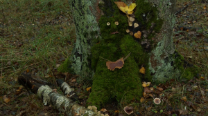 Необычный природный арт-объект — мишка из мха