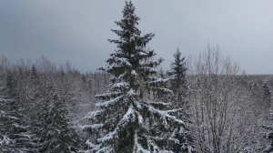 Выбрана главная новогодняя ель Петербурга