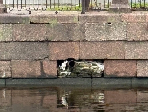 Кот застрял в набережной на канале Грибоедова - tvspb.ru