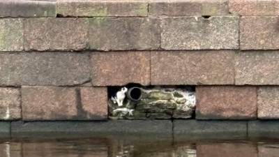 Кот застрял в набережной на канале Грибоедова