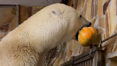 АСМР-видео: белая медведица Хаарчаана с удовольствием чавкает тыквой и клюквой