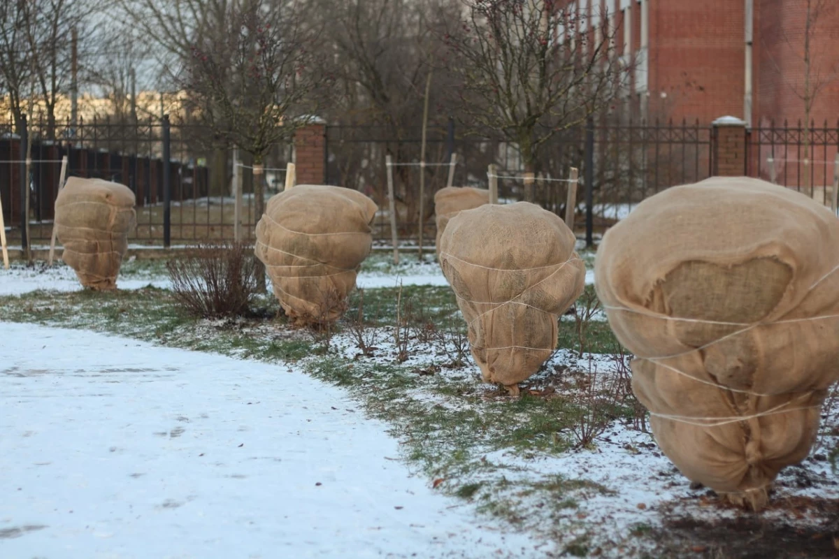 Работники комитета по благоустройству Петербурга укрыли туи от снега - tvspb.ru