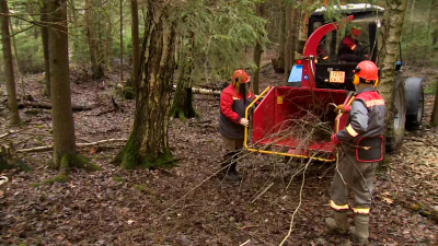 В лесах Петербурга продолжают убирать аварийные и больные деревья