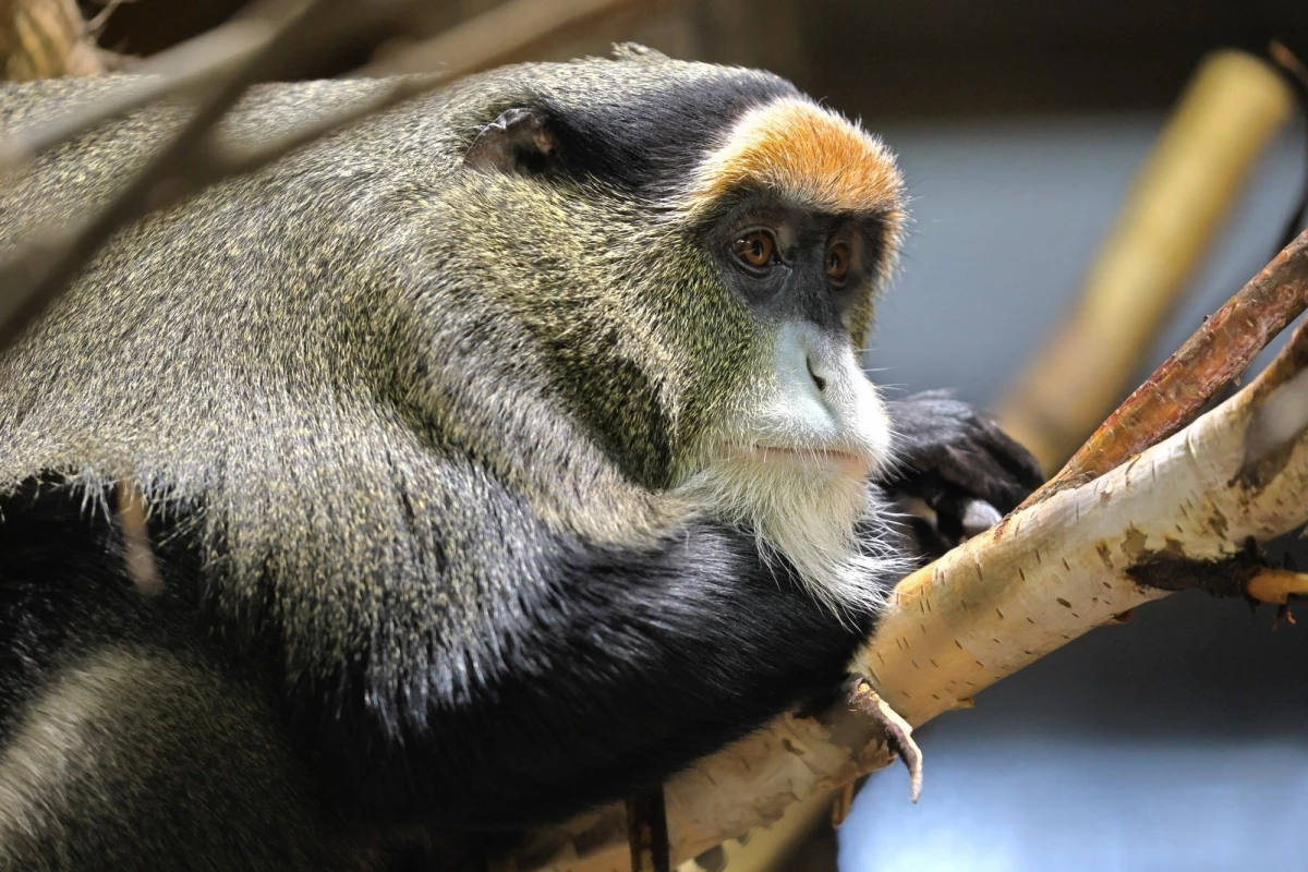 Ленинградский зоопарк будет закрыт для посетителей 8 декабря - tvspb.ru