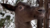 В Ленинградском зоопарке появился новый питомец — самец европейской лани
