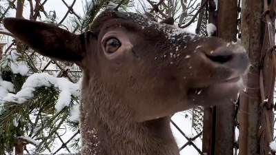 В Ленинградском зоопарке появился новый питомец — самец европейской лани