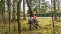 Санитарная очистка зеленых зон Петербурга – в завершающей фазе: в районе Лисьего Носа убирают больные и аварийные деревья