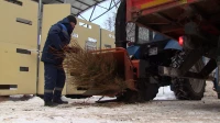 Акция по сбору и переработке новогодних хвойных деревьев пройдет в начале 2026 года