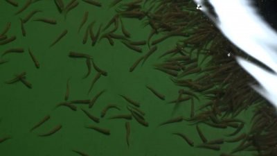 В петербургские водоемы выпустили около 50 тысяч экземпляров рыб с 2016 года