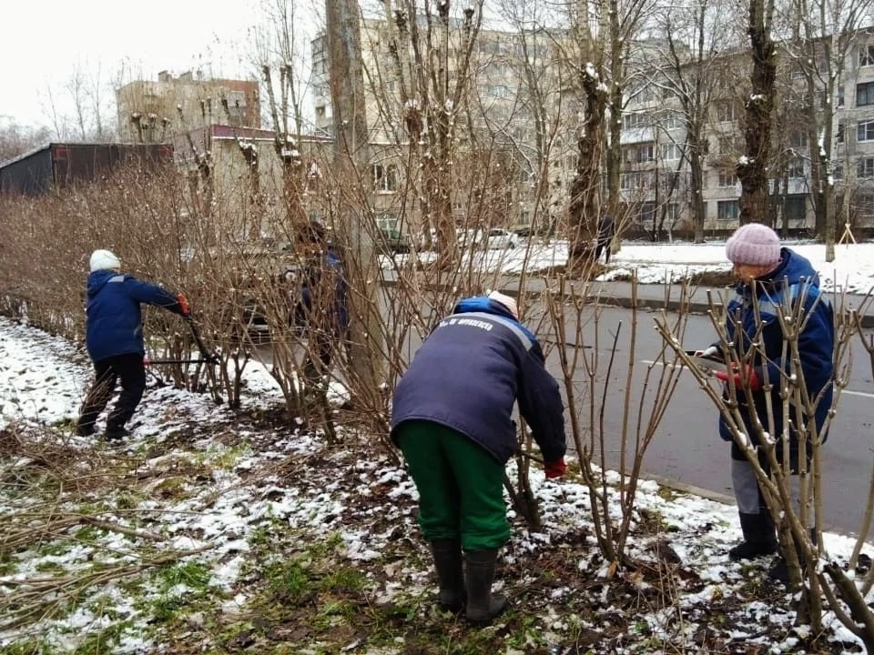 «Прическа» для растений: в нескольких районах Петербурга провели санитарную обрезку деревьев - tvspb.ru