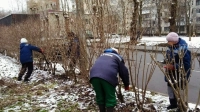 «Прическа» для растений: в нескольких районах Петербурга провели санитарную обрезку деревьев