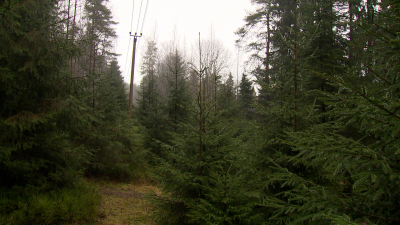 В Петербурге и области живую елку можно бесплатно срубить в лесу: добывать разрешено деревья, растущие под ЛЭП